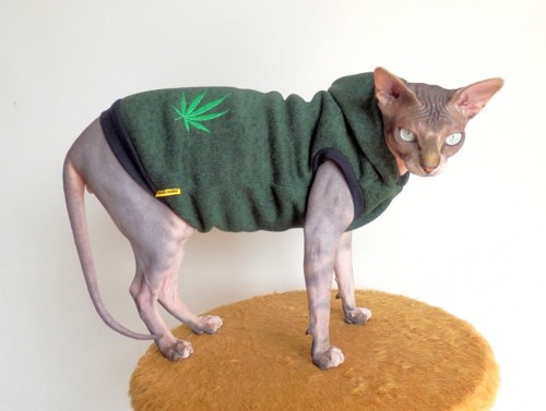 Svetr pro Sphynxí pohodáře:-)) — foto 1