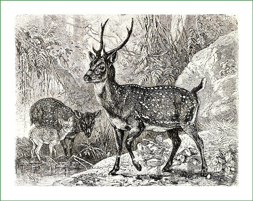 Látkový panel - daněk ČB