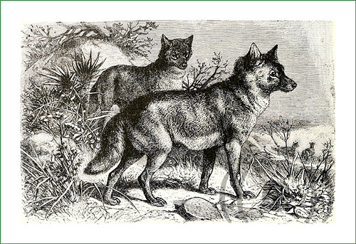 Látkový panel - vlci ČB