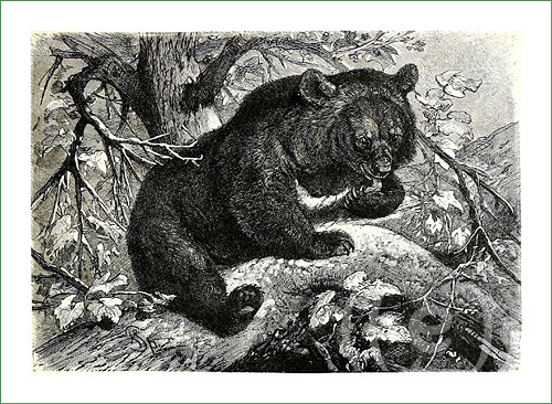 Látkový panel - medvěd ČB