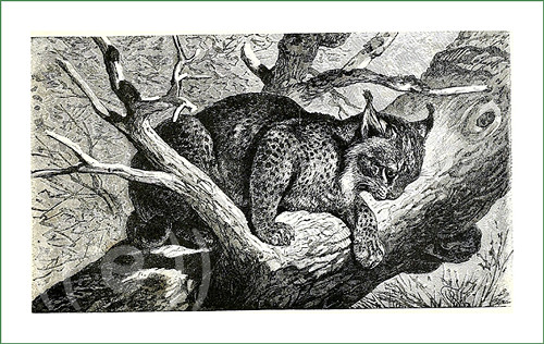 Látkový panel - rys ČB (2)