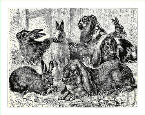 Látkový panel - králíci ČB