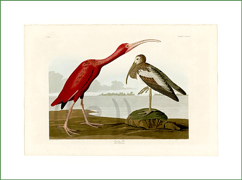 Červený ibis (látkový panel) — foto 1