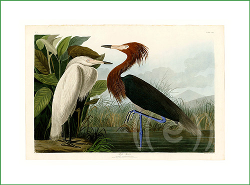 Látkový panel - volavky (1)