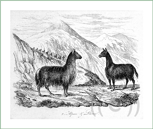 Látkový panel - lamy ČB