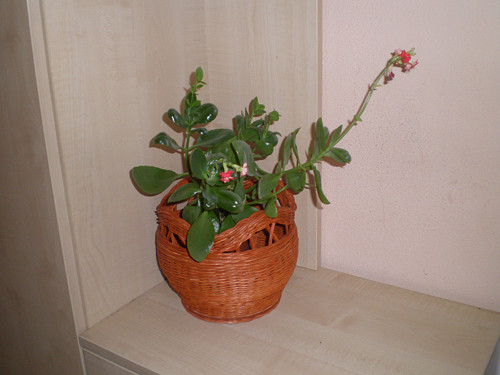 Mahagonový — foto 1