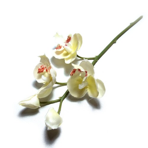 Orchidej krémová 18 cm — foto 1