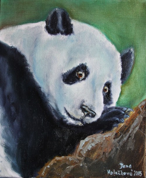 Panda velká - obraz