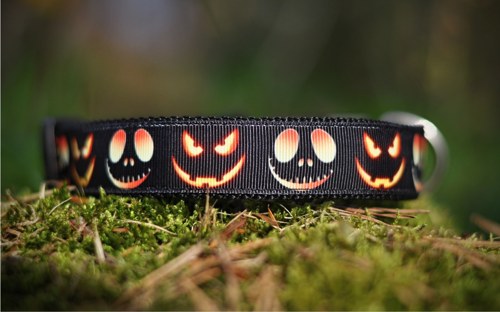 Obojek Halloween 30 - 45 cm — foto 1