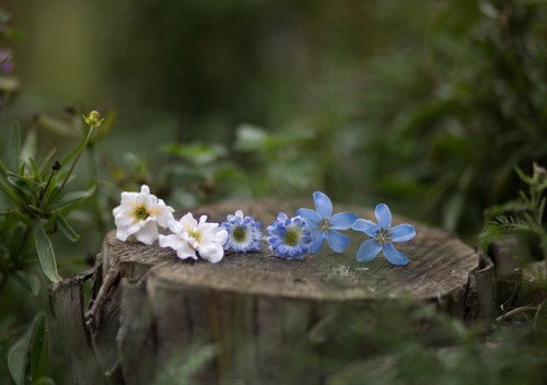 Vlásenky "kapka rosy" — foto 1