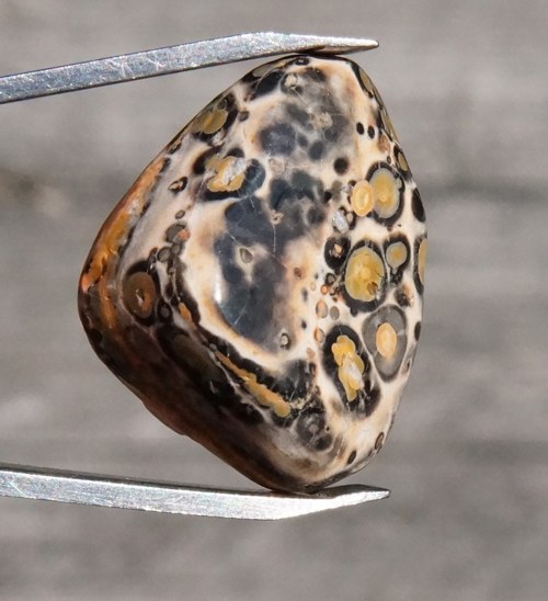 Jaspis leopardí D963 — foto 1