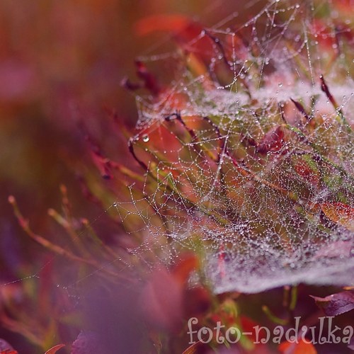 Pavučinka — foto 1