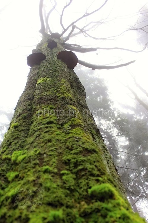 Hluboká výška,, — foto 1