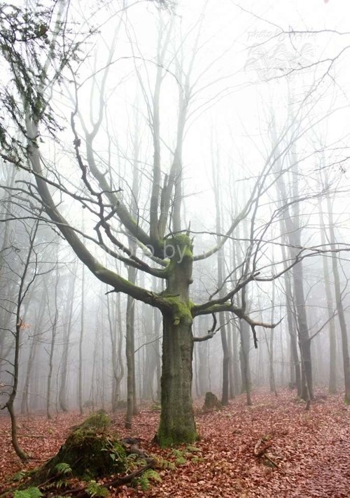 Solitér..2