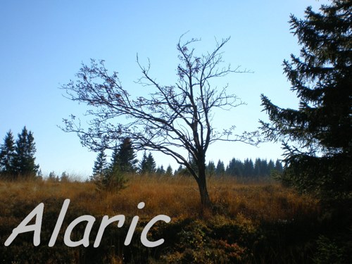 Božídarské rašeliniště_4