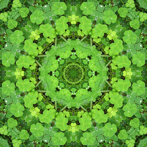 Mandala oroseného jetelíčku 020