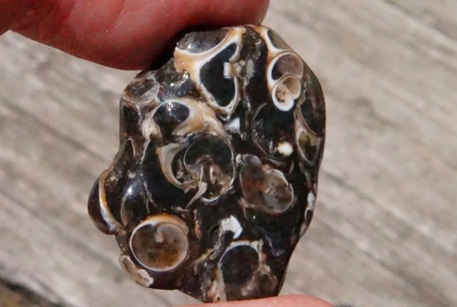Turritella D1008 — foto 1