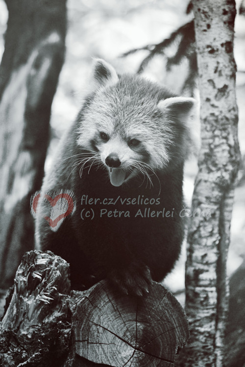 Oldschool panda — foto 1
