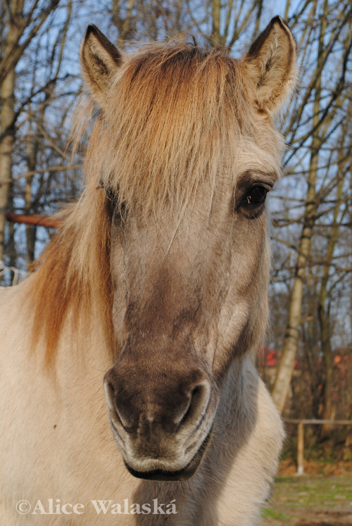 Pohlednice "Jasava"