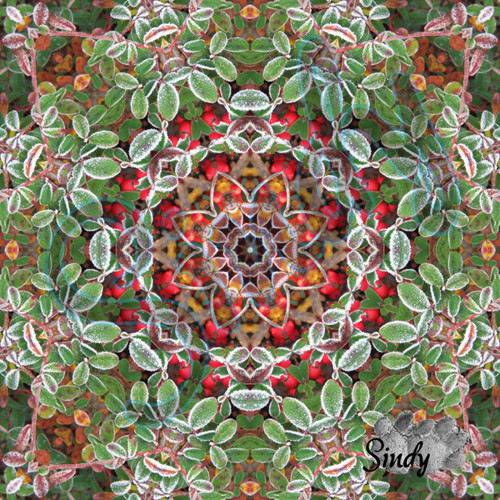 Podzimní mandala namrzlého skalníku 029