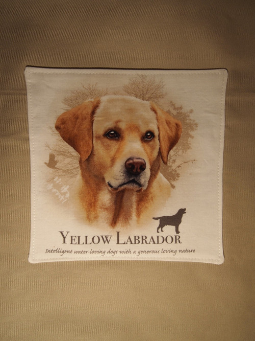 Yellow labrador — foto 1