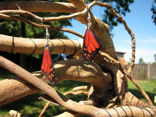 Monarcha stříbrný — foto 1