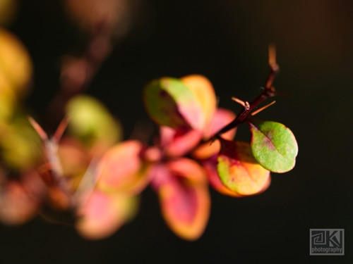 300. Autumn Impressions XII - autorská fotografie