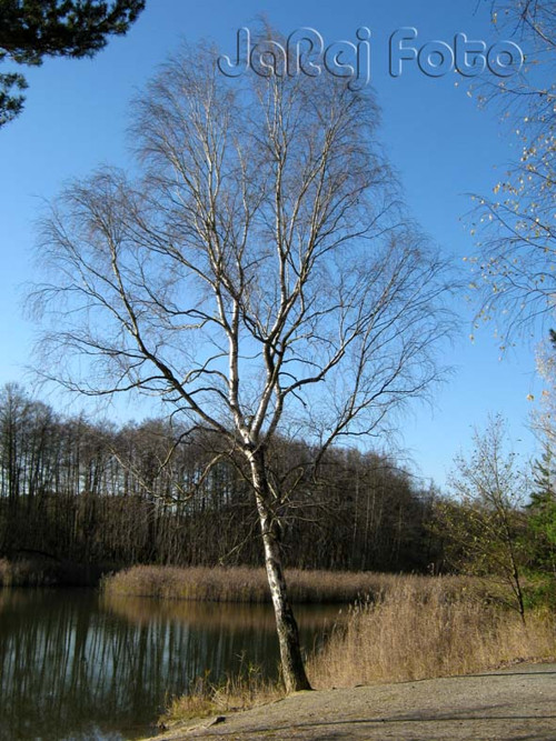 Zimní břízka