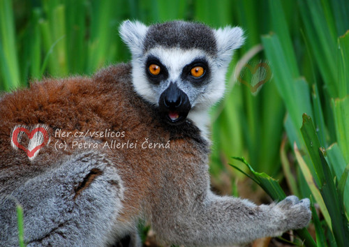 Vyjukaný lemur