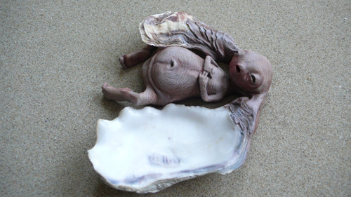 Křehotinka ušatá — foto 1