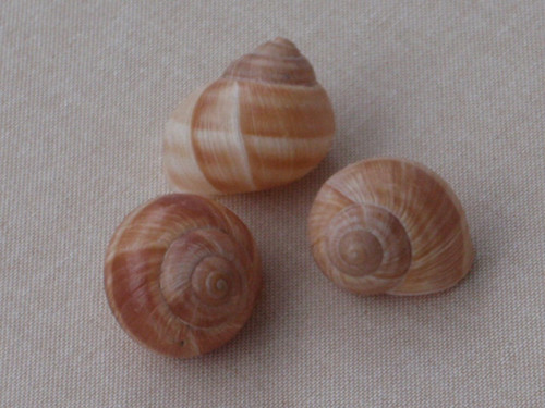 Hlemýždí ulity krémové 3 ks ( č.1 ) — foto 1