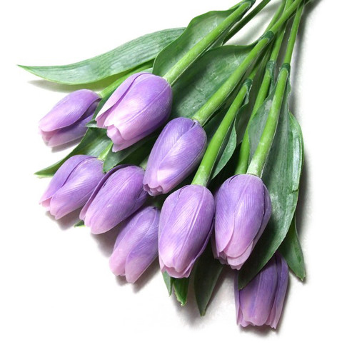 Tulipán světle fialový — foto 1