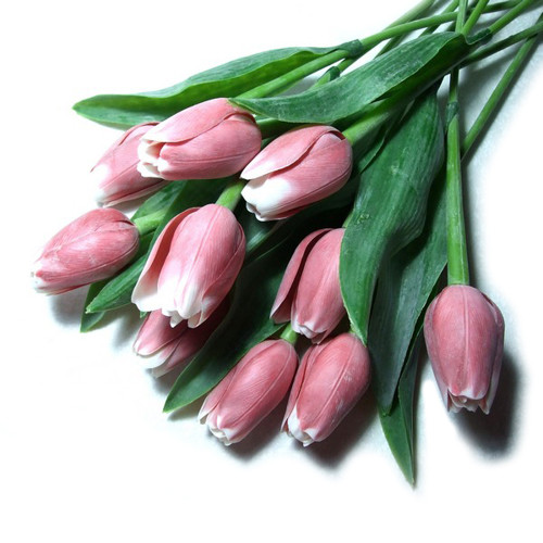 Tulipán růžovo-bílý — foto 1