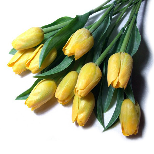 Tulipán žlutý — foto 1