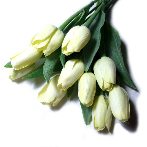 Tulipán smetanově bílý — foto 1