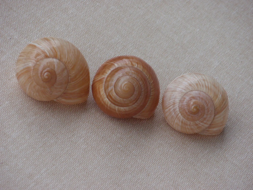 Hlemýždí ulity krémové 3 ks ( č.2 ) — foto 1
