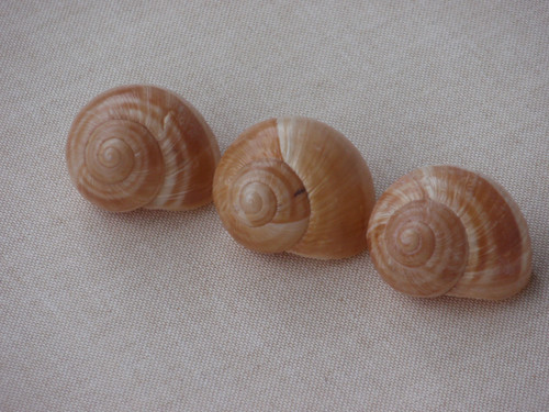 Hlemýždí ulity krémové 3 ks ( č.3 ) — foto 1