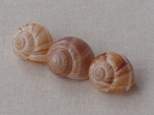 Hlemýždí ulity krémové 3 ks ( č.4 ) — foto 1