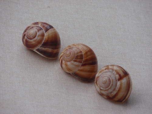 Hlemýždí ulity světlehnědé 3 ks ( č.4 ) — foto 1
