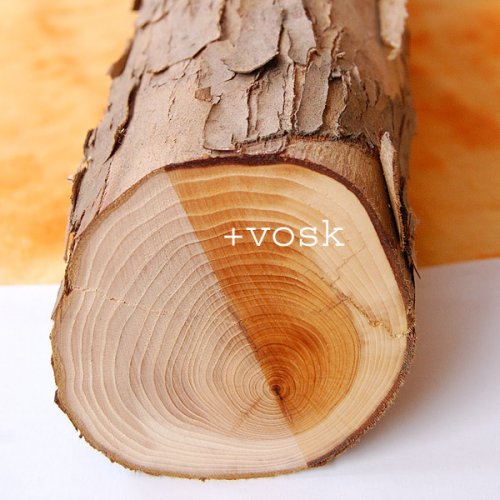 Dřevo tisu červeného — foto 1
