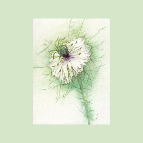 Nigella - originál, akvarel — foto 1