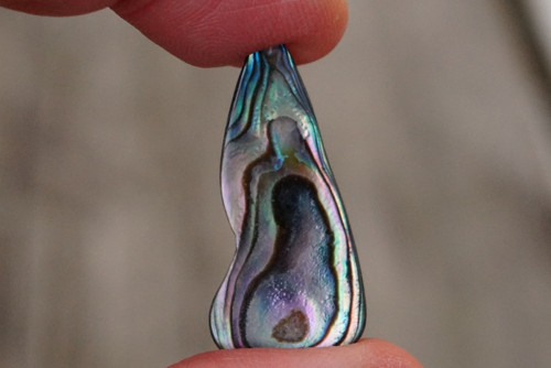 Paua mušle D1678 — foto 1