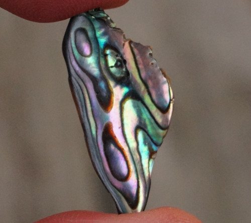 Paua mušle D1682 — foto 1