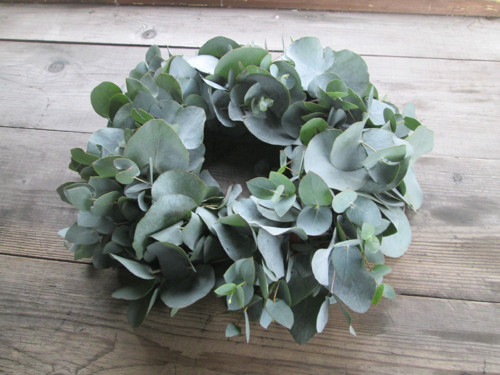 Eucalyptus — foto 1