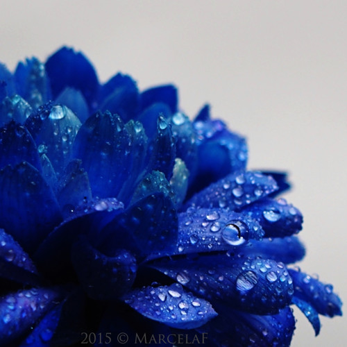 Záhada modré chrysantémy — foto 1