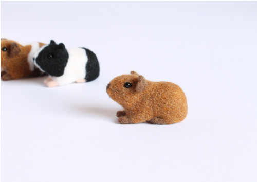 Mini morčátko hnědé — foto 1