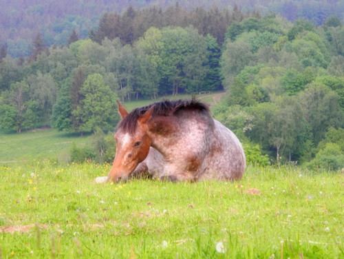 Koňské odpočívání — foto 1