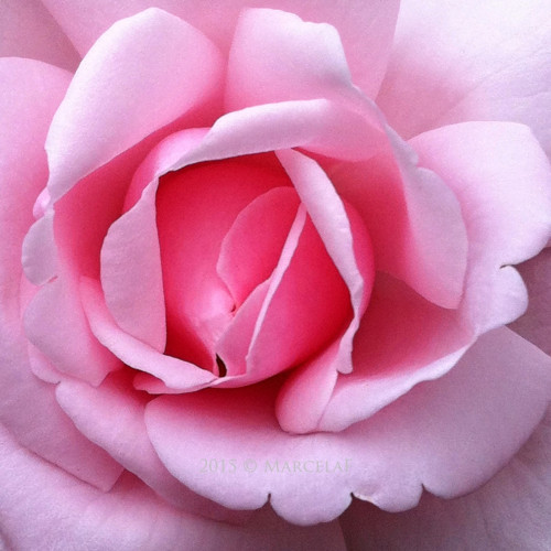 Sweet Rosie — foto 1