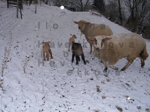 Ovce A Ovčata