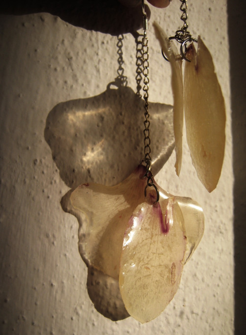 Orchidee...